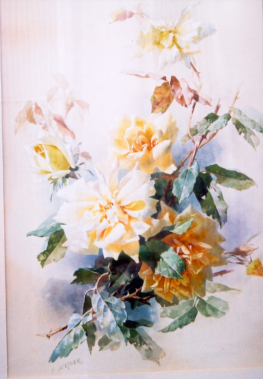  Rosenaquarell 1 