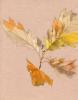 Bl�tterzweig