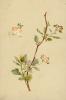 Bl�tenzweig